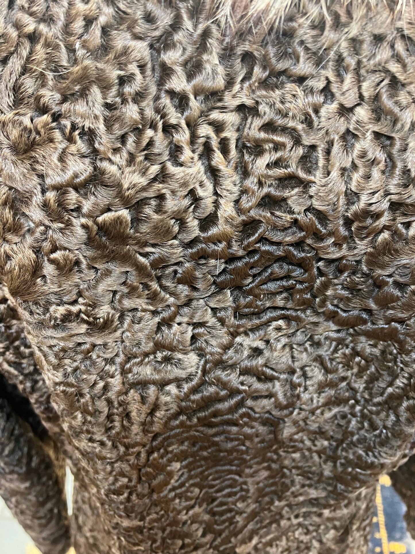 Cape Persan ( astrakan)