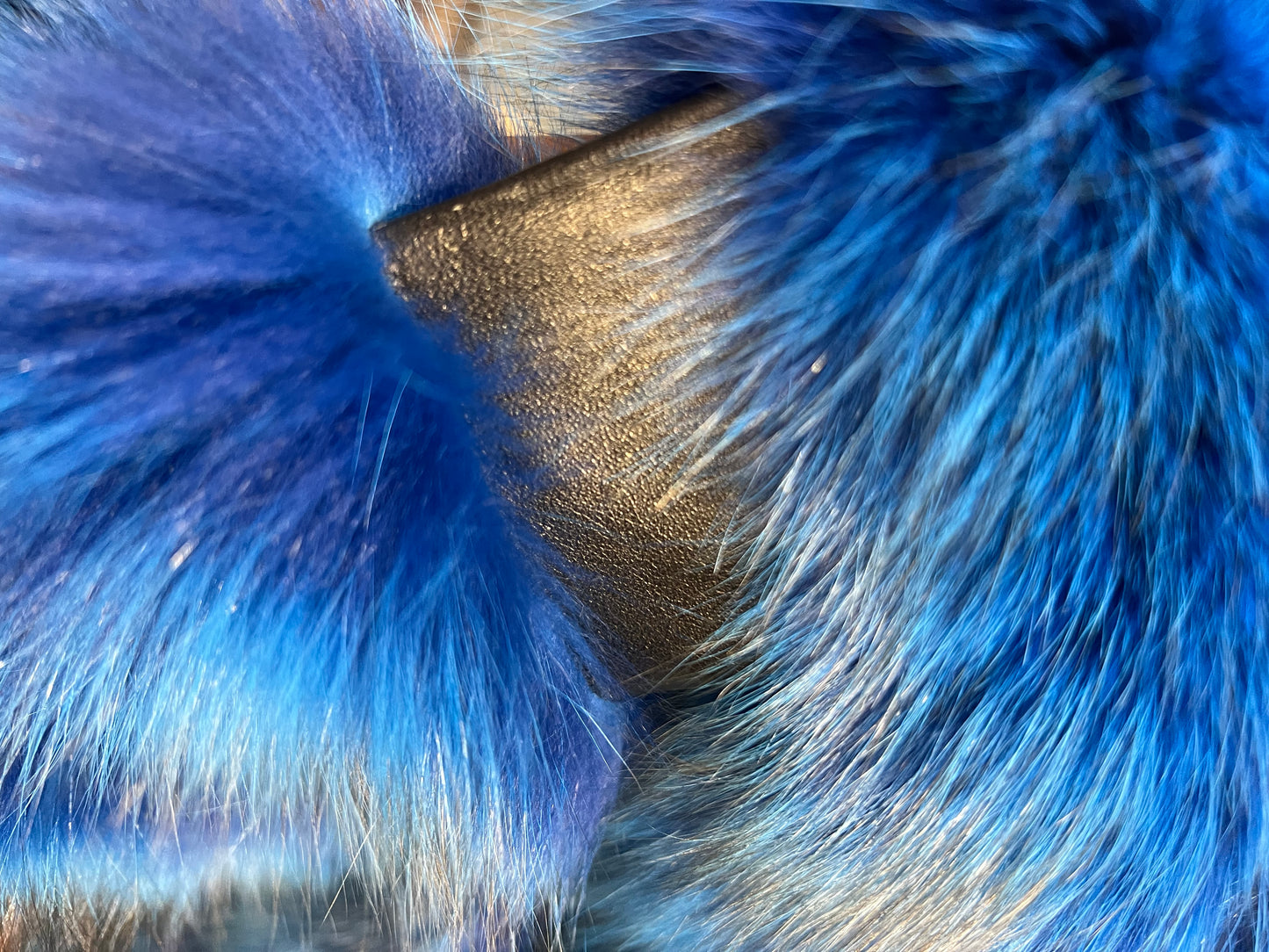 Manteau en renard bleu new collection